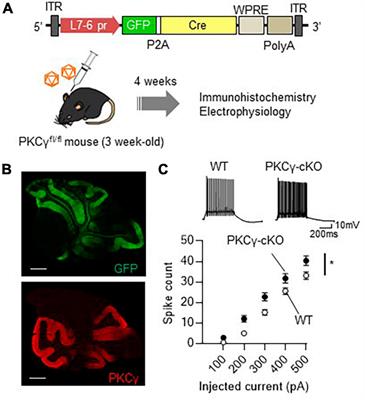 Protein kinase Cγ negatively regulates the intrinsic excitability in zebrin-negative cerebellar Purkinje cells